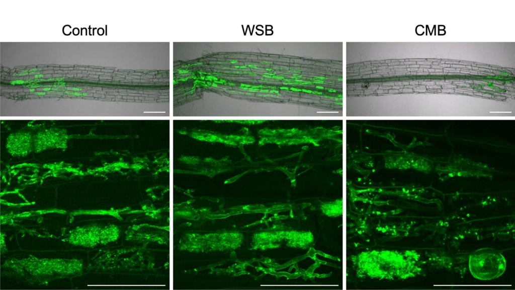 Biochar-based Alternative to Phosphate Fertilizers  Fast growth or long-term cooperation – Depending on the Biochar fertilizer, plants in symbiosis with mycorrhizal fungi react molecularly quite differently