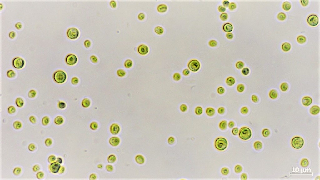 Chlorella-vulgaris KIT Mikroalgen